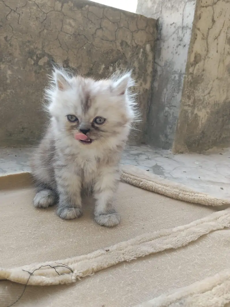 Persian kitten triple coat — photo 5