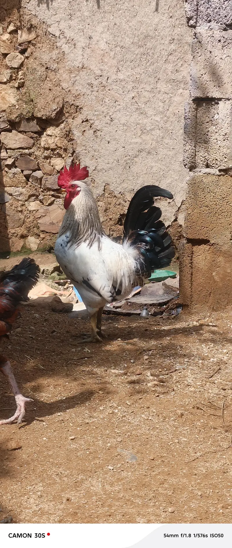 dasi murgy — photo 2