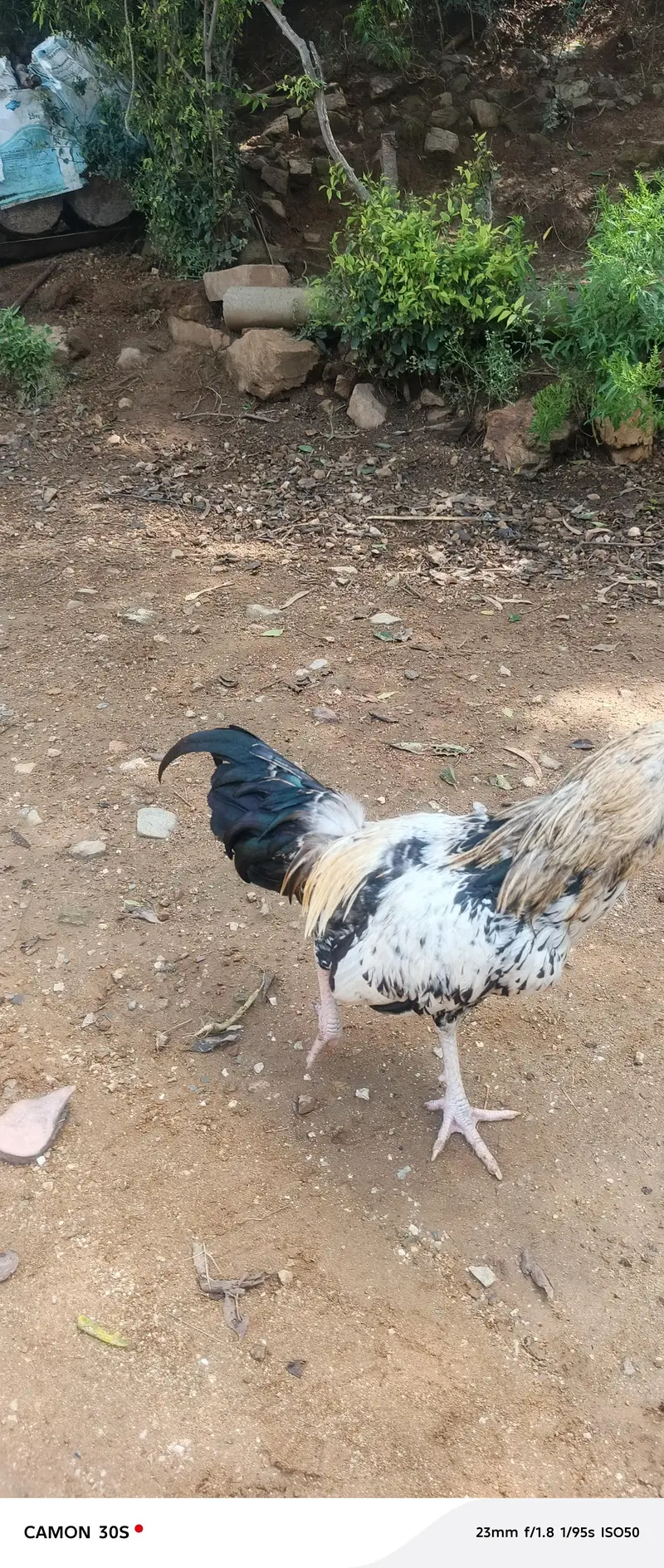 dasi murgy — photo 3
