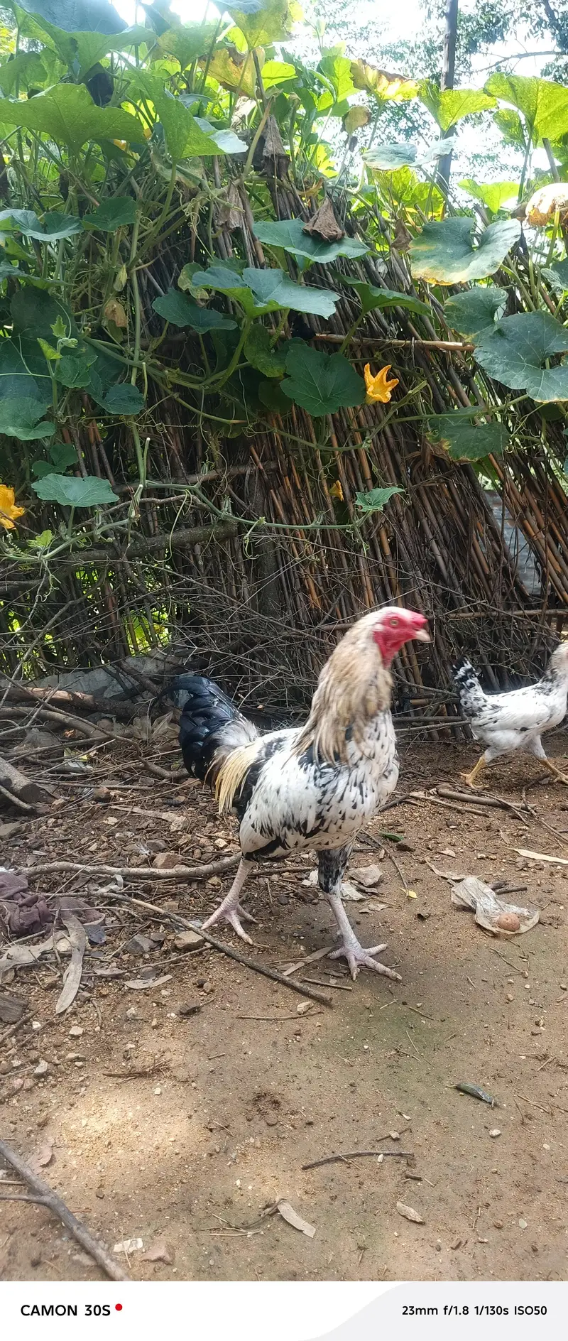 dasi murgy — photo 4