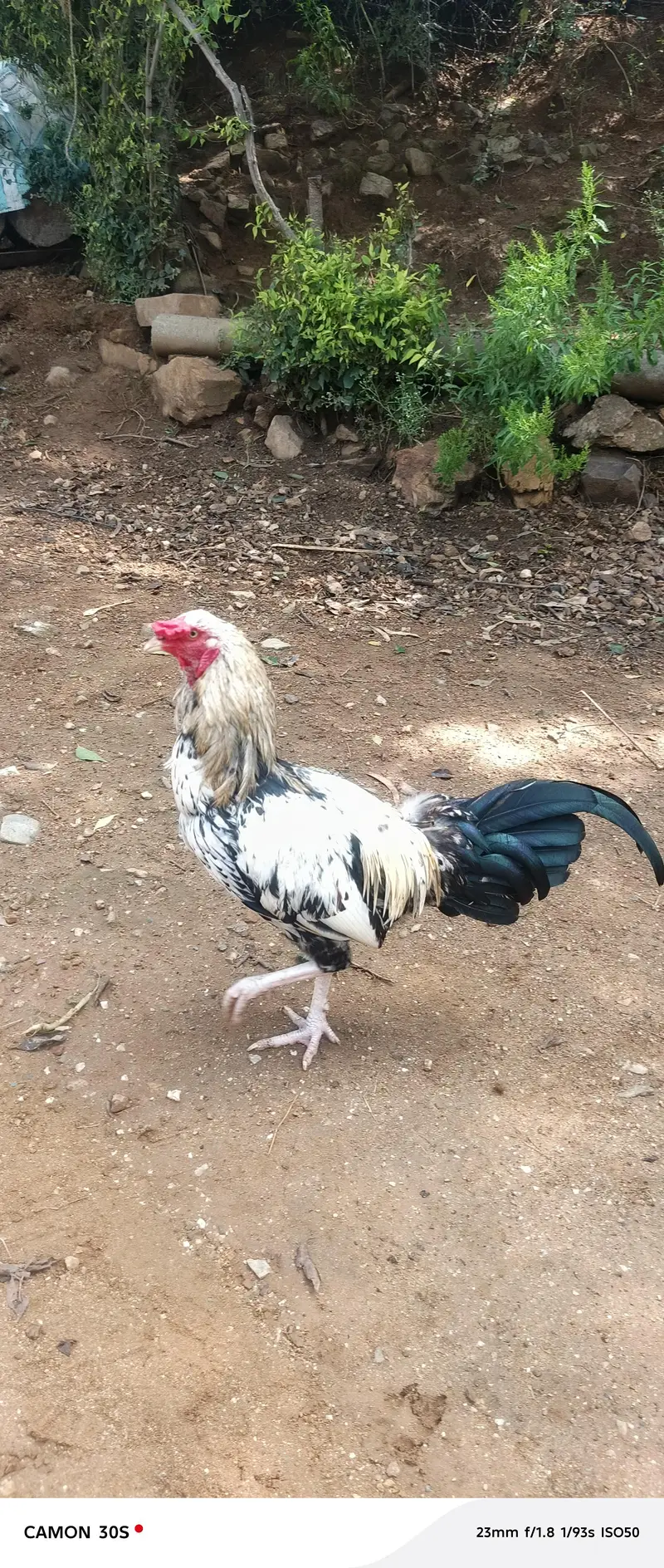 dasi murgy — photo 5