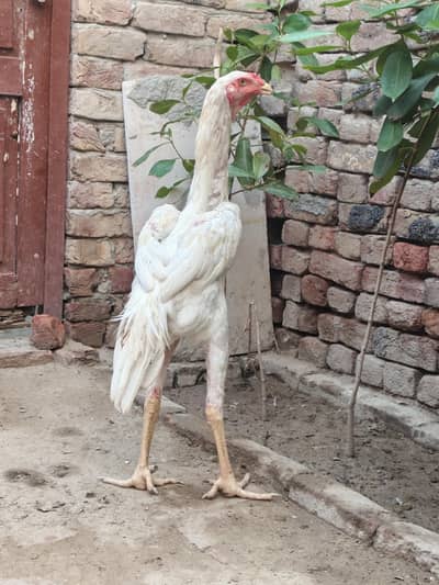 shamo male patha for sale