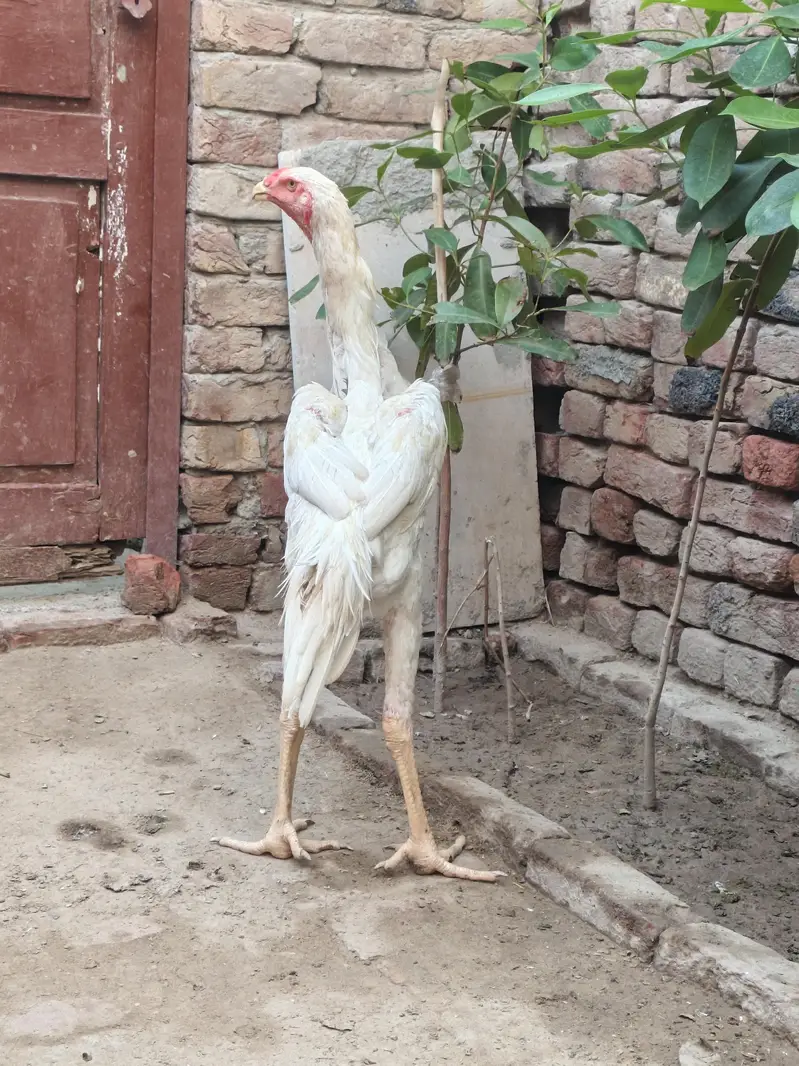 shamo male patha for sale — photo 2