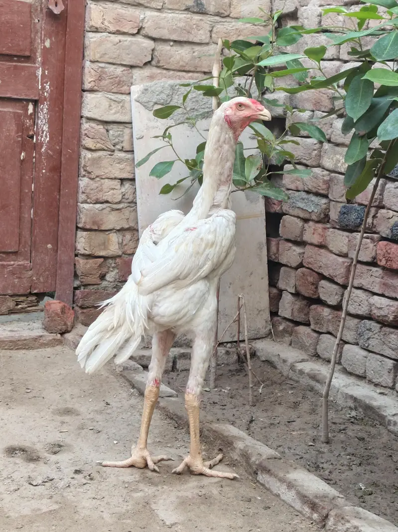 shamo male patha for sale — photo 3