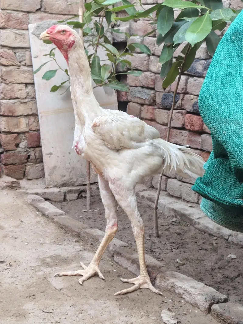 shamo male patha for sale — photo 4