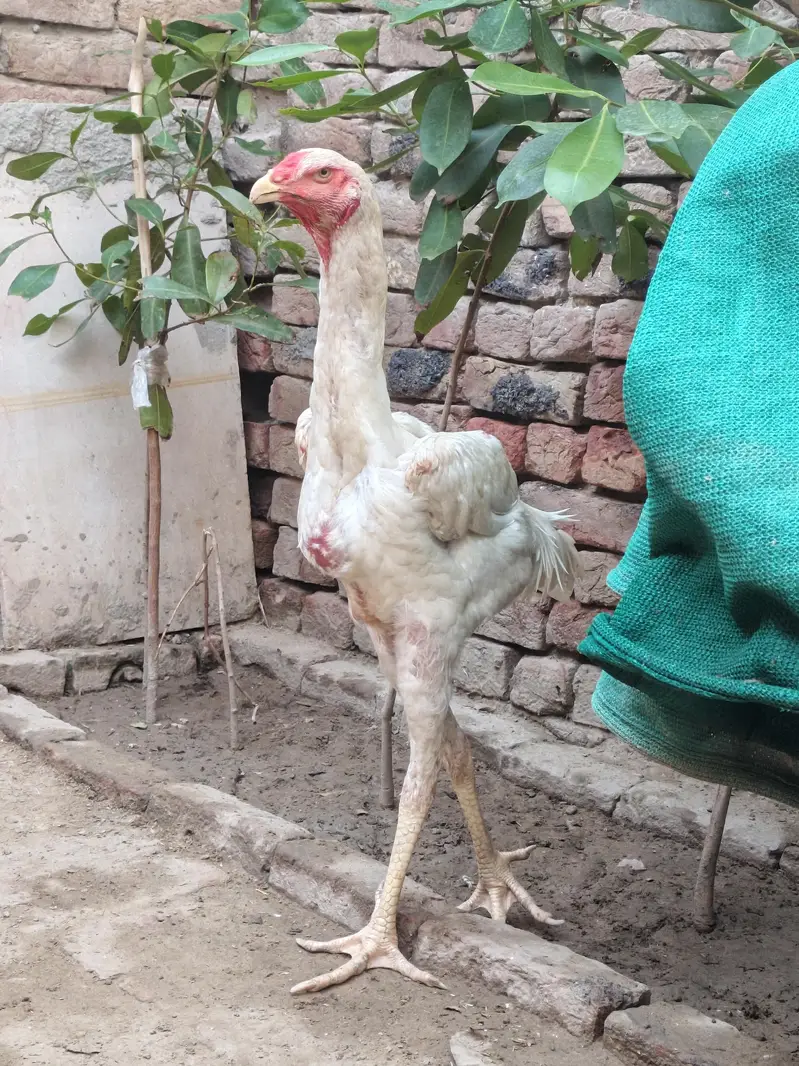 shamo male patha for sale — photo 5