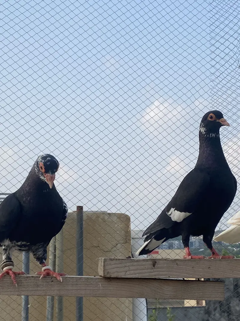 Black  Manny Sherazi — photo 2