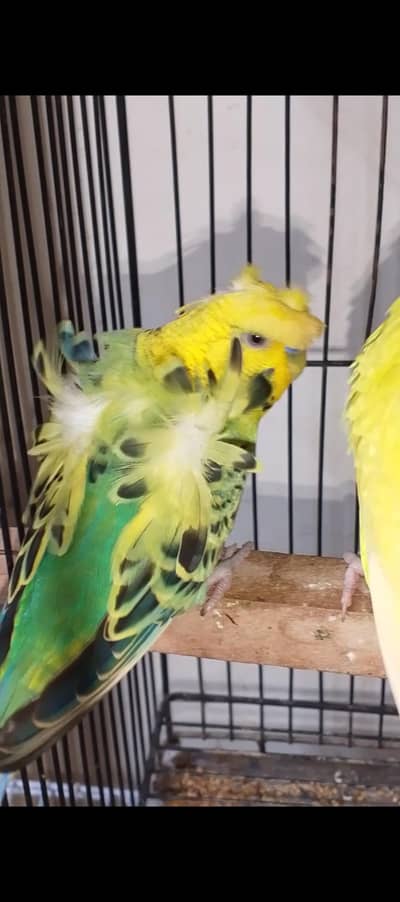 nice Bird