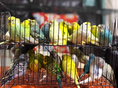 budgies pairs