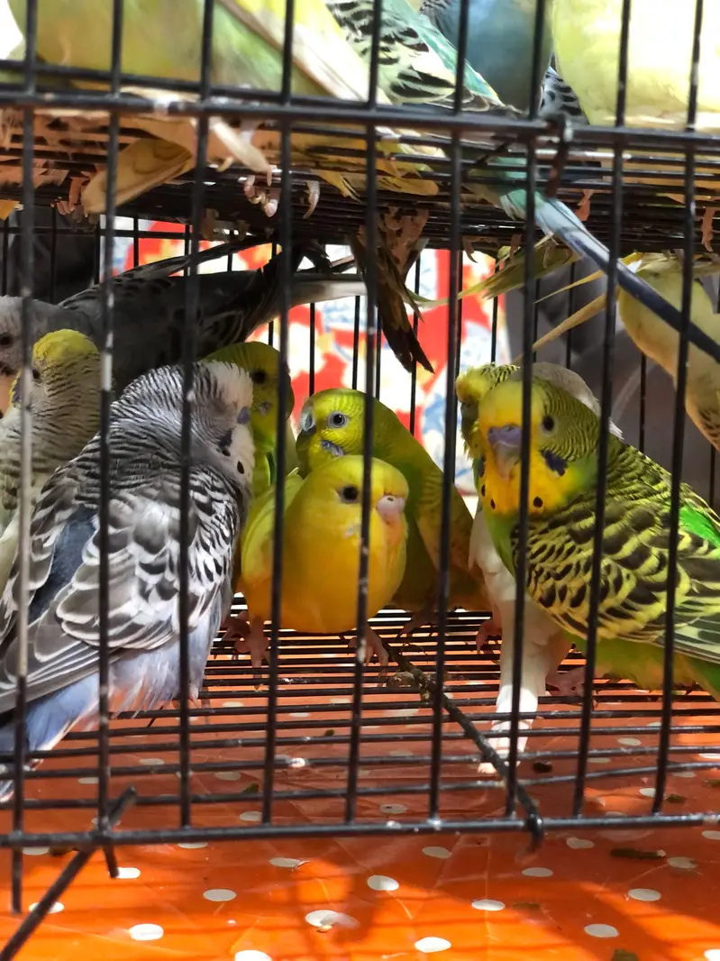budgies pairs — photo 2