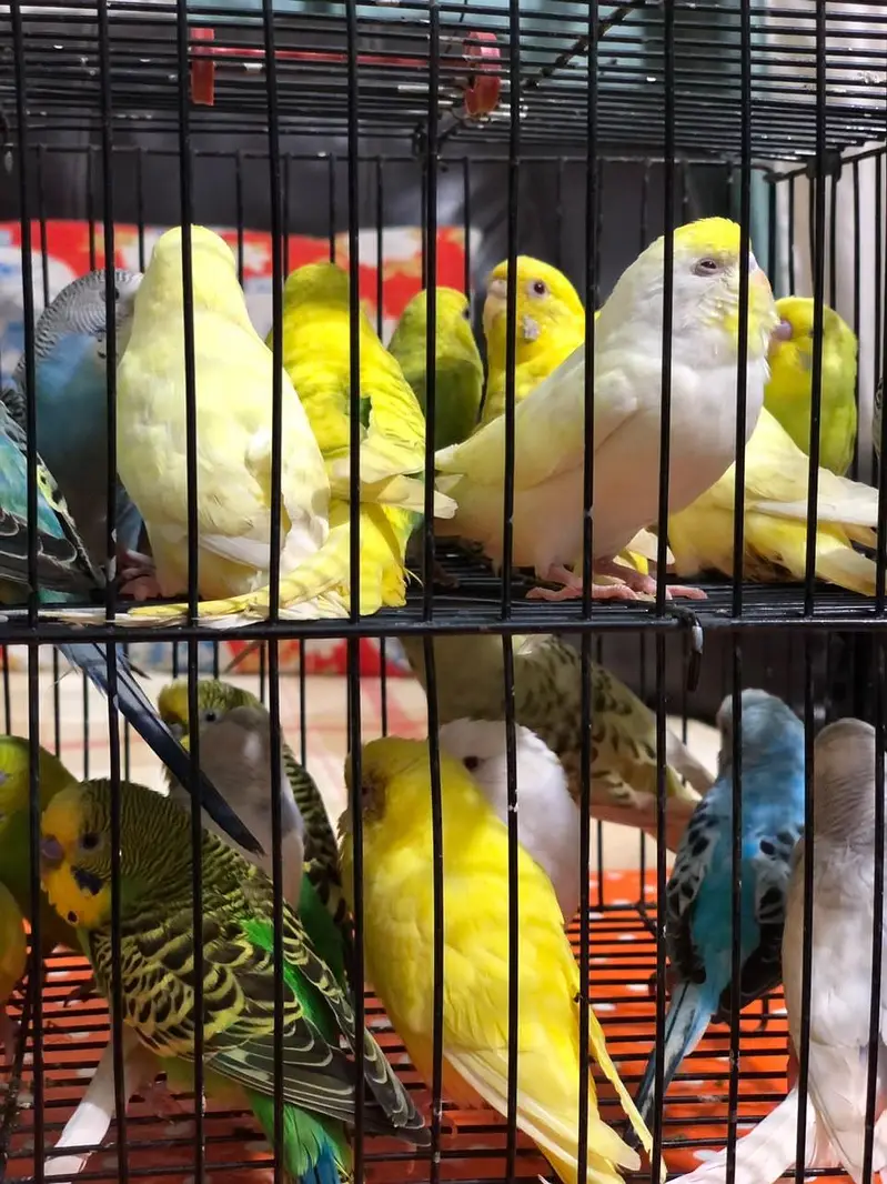 budgies pairs — photo 3