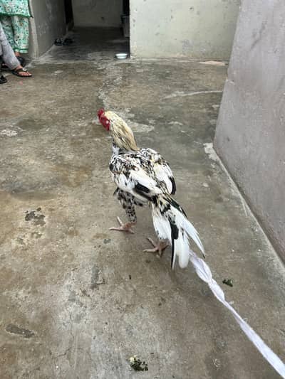 pure aseel sawa murgha malir Karachi