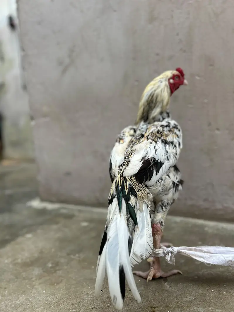 pure aseel sawa murgha malir Karachi — photo 5