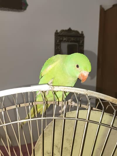 Ringneck