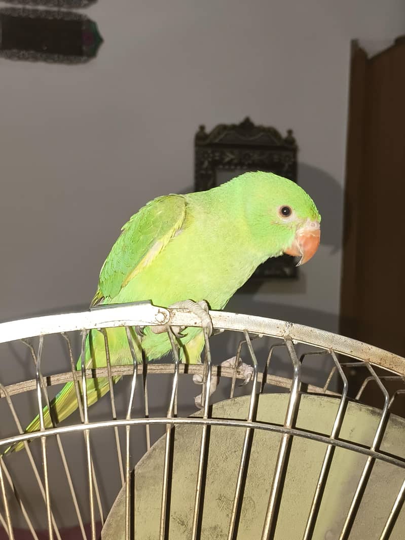 Ringneck 1