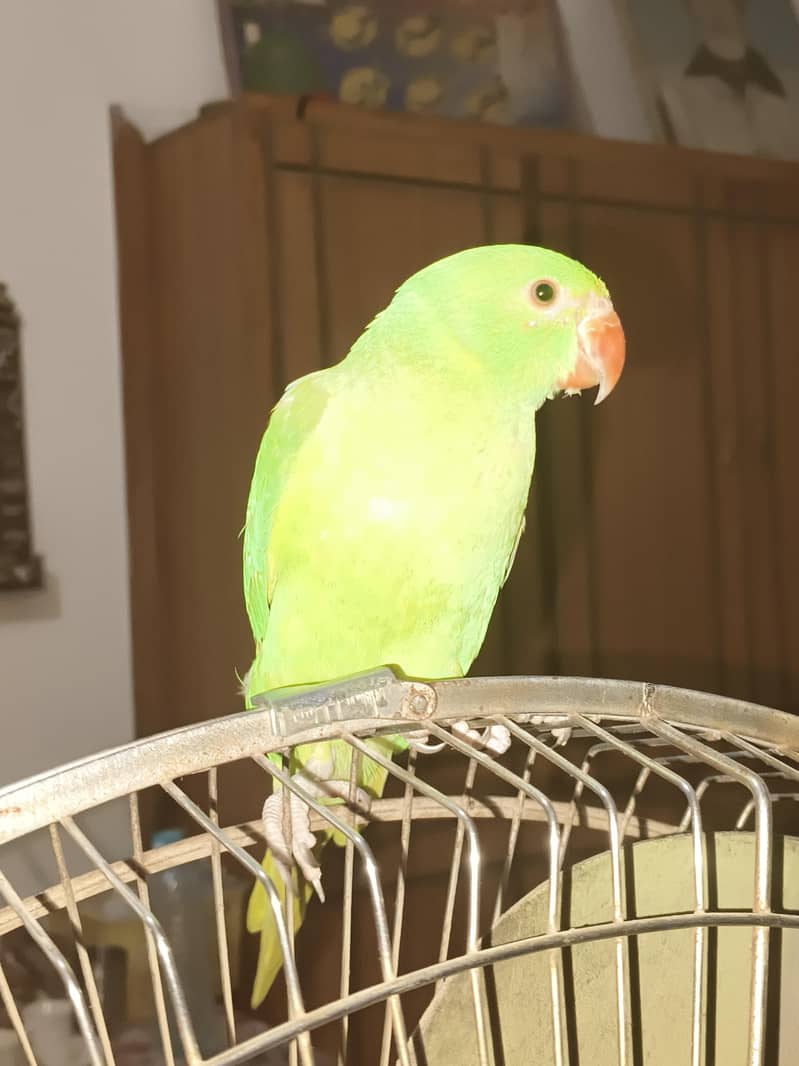 Ringneck 2