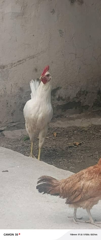 Pure White Murga