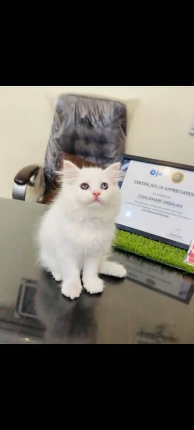 persian cat for sale