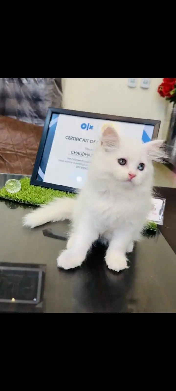 persian cat for sale — photo 2