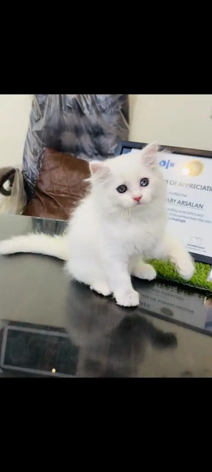 persian cat for sale — photo 3