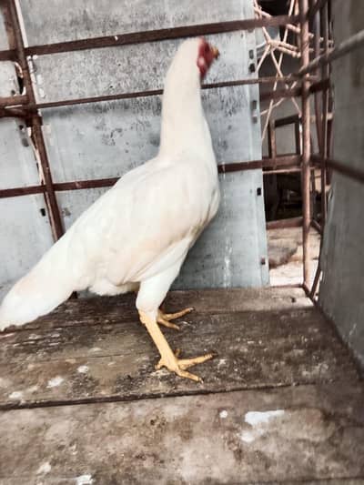 aseel murga jora for sale