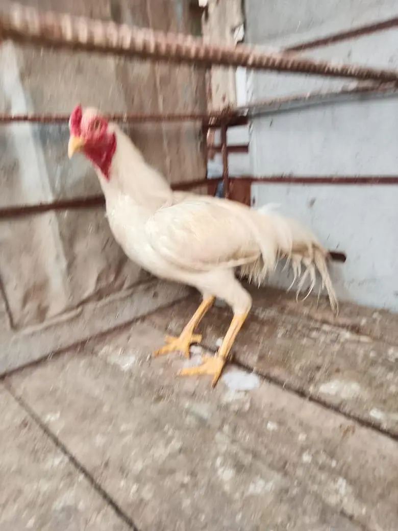 aseel murga jora for sale — photo 2