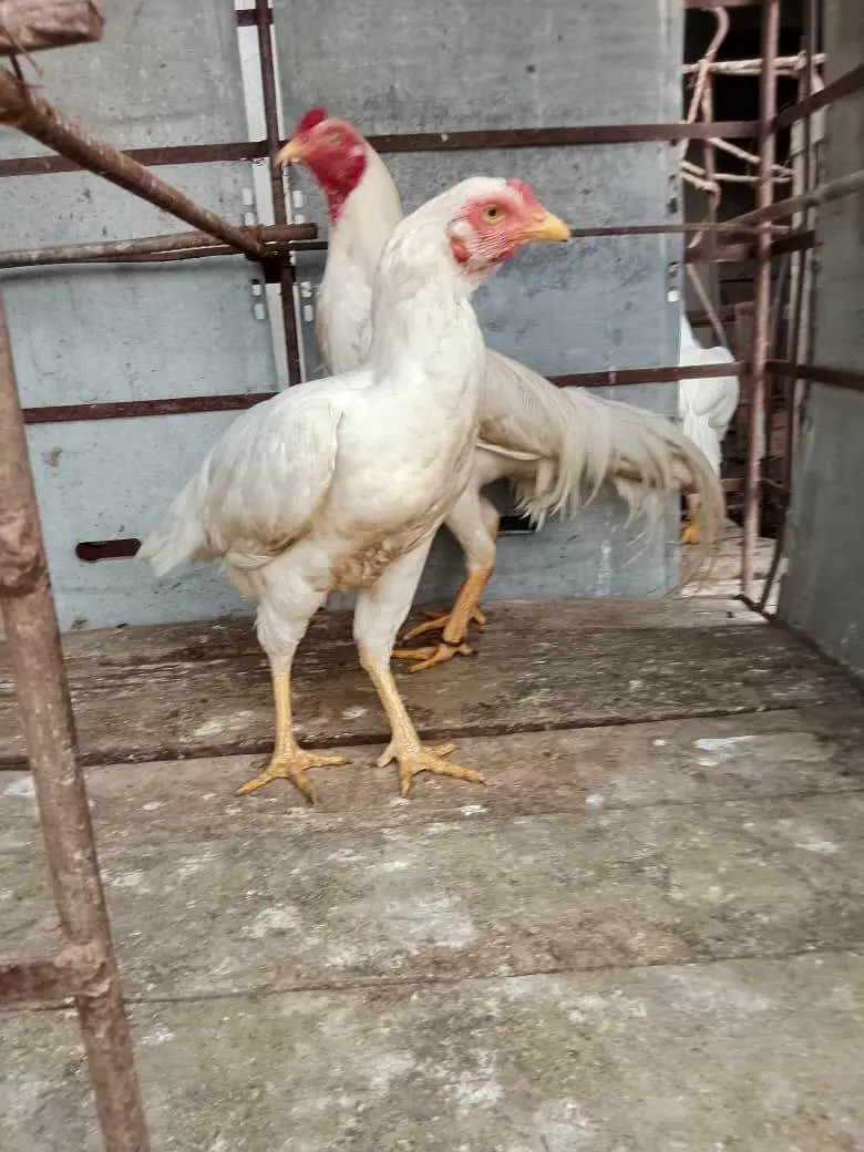 aseel murga jora for sale — photo 3