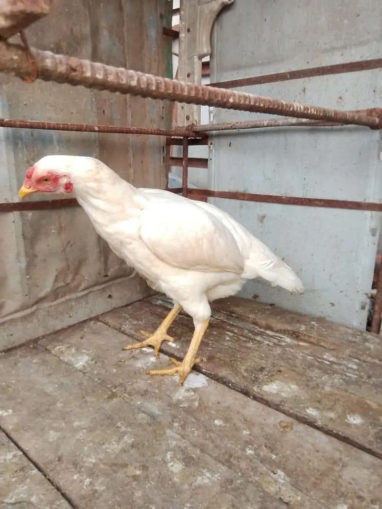 aseel murga jora for sale — photo 4