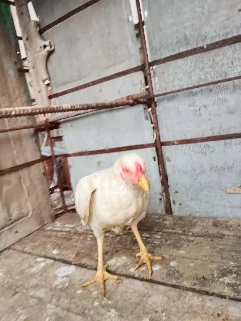 aseel murga jora for sale — photo 5