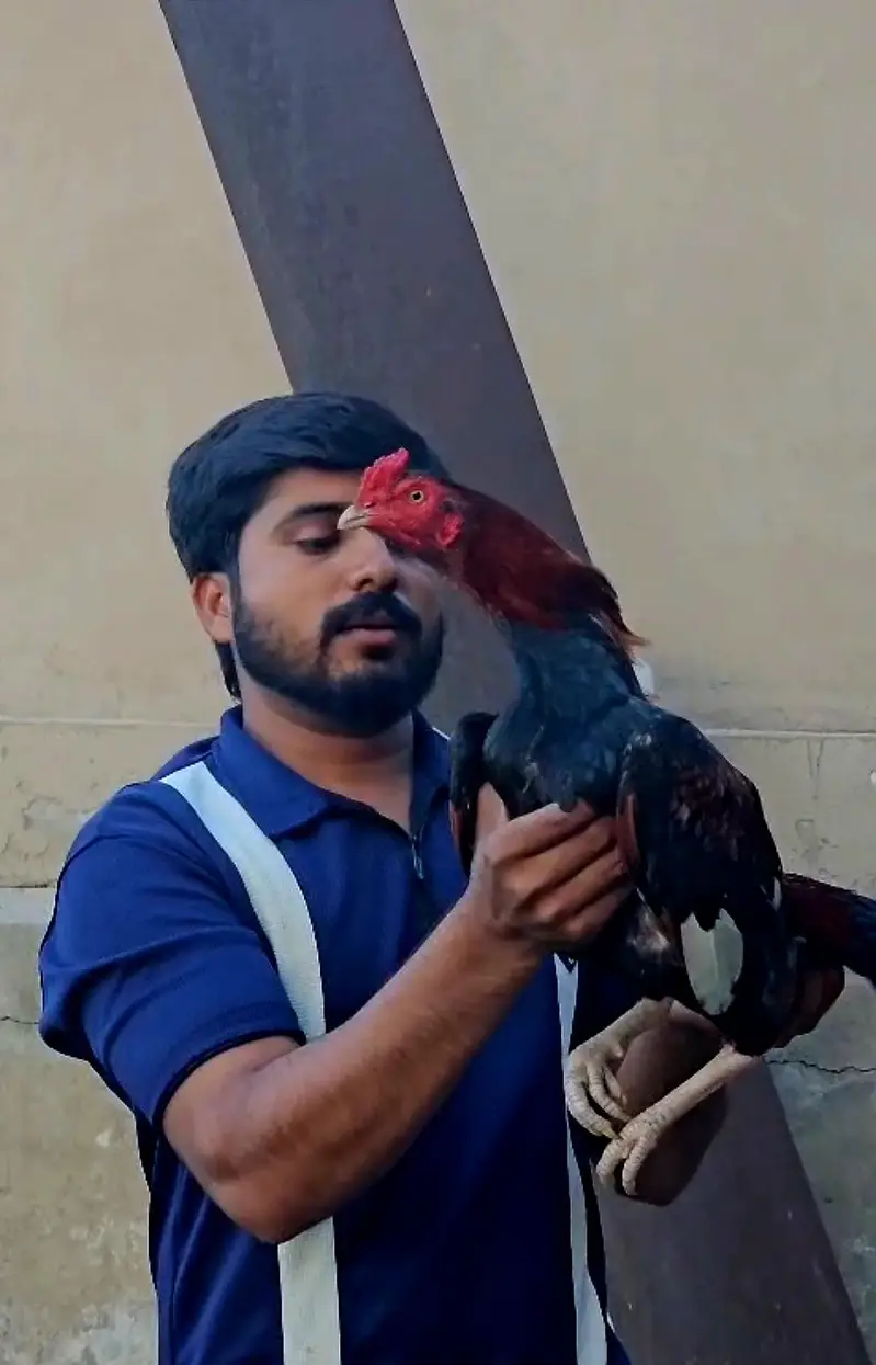 پیور میانوالی کا پٹھا ہے ایک سال اسکی عمر ہے — photo 2