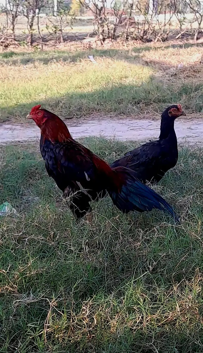 پیور میانوالی کا پٹھا ہے ایک سال اسکی عمر ہے — photo 3