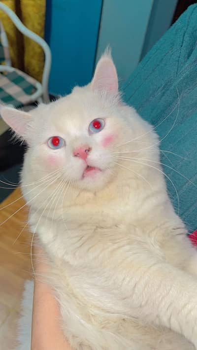 CAT PERSIAN