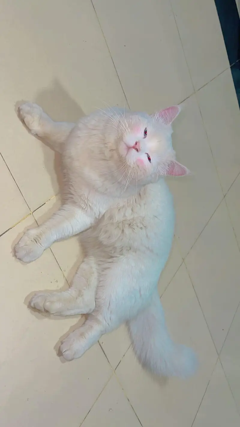 CAT PERSIAN — photo 2