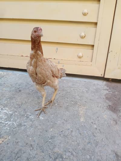Aseel and dogli Murgi for sale in Rawalpindi