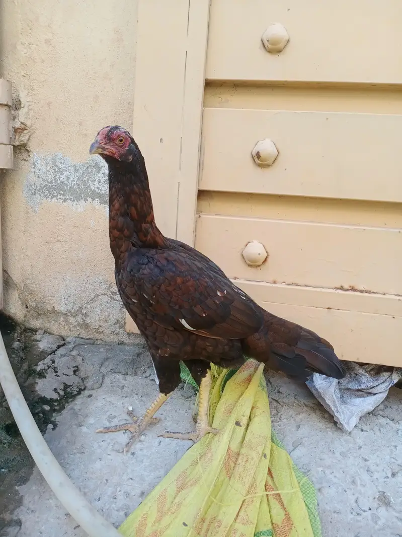 Aseel and dogli Murgi for sale in Rawalpindi — photo 2