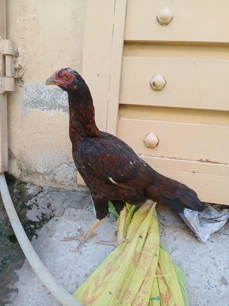 Aseel and dogli Murgi for sale in Rawalpindi — photo 4