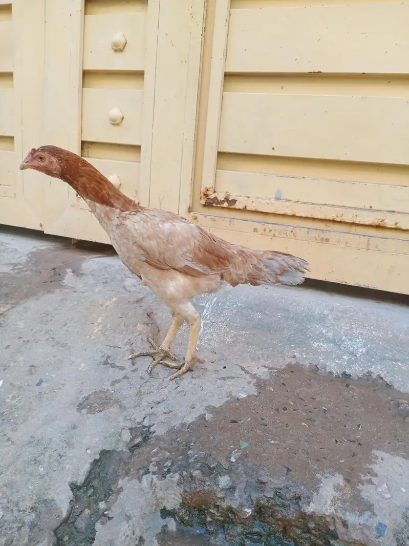 Aseel and dogli Murgi for sale in Rawalpindi — photo 5