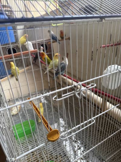 Mix lovebirds 10 pieces with colony cage handtame conures