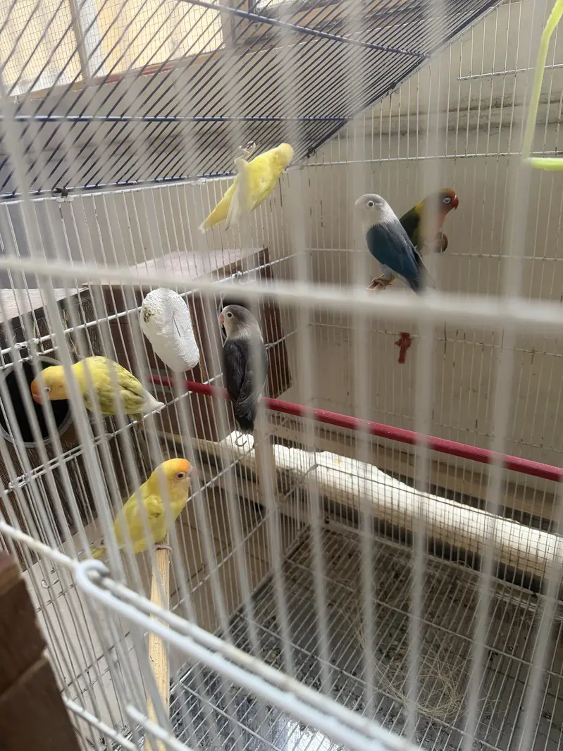 Mix lovebirds 10 pieces with colony cage handtame conures — photo 2