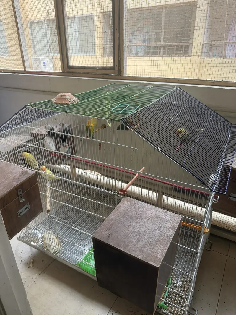 Mix lovebirds 10 pieces with colony cage handtame conures — photo 3