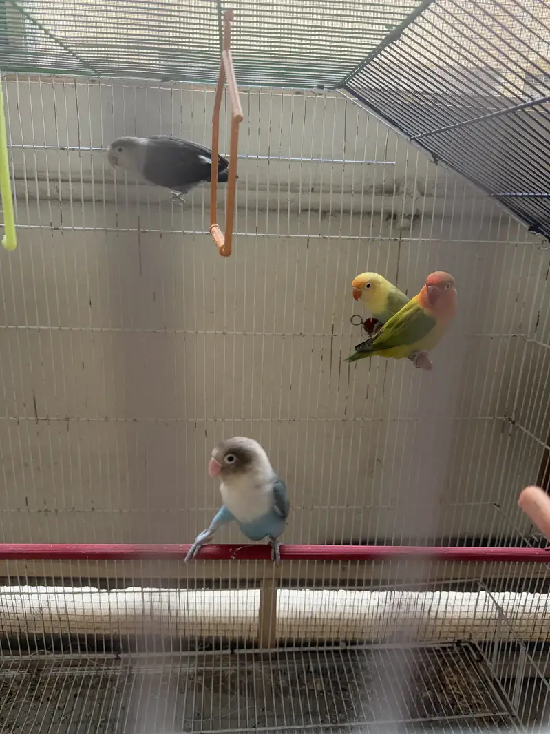 Mix lovebirds 10 pieces with colony cage handtame conures — photo 4