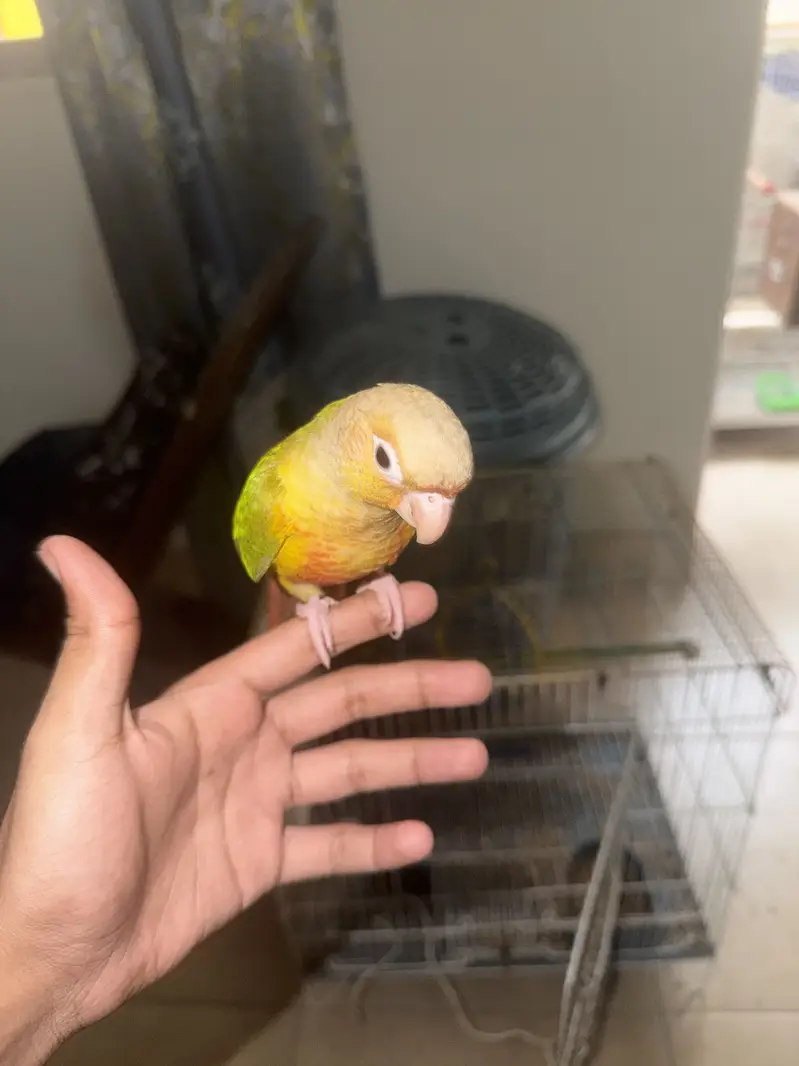 Mix lovebirds 10 pieces with colony cage handtame conures — photo 5