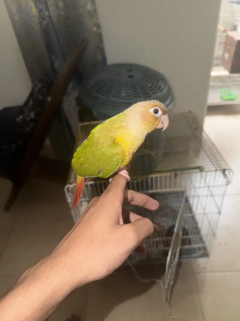 Mix lovebirds 10 pieces with colony cage handtame conures — photo 6