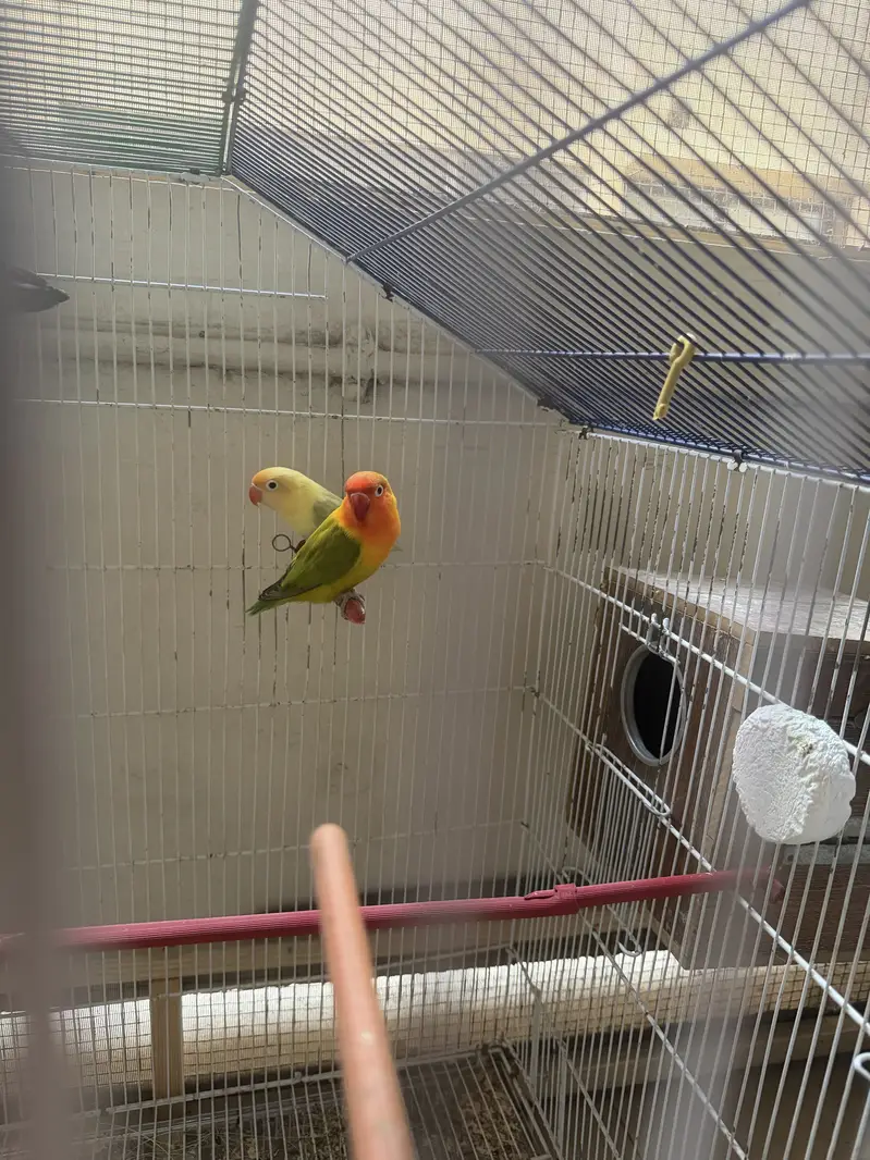 Mix lovebirds 10 pieces with colony cage handtame conures — photo 7