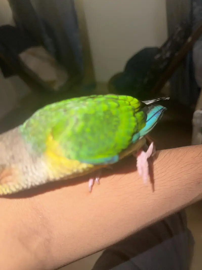 Mix lovebirds 10 pieces with colony cage handtame conures — photo 8