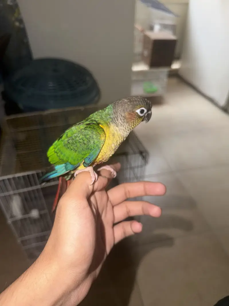 Mix lovebirds 10 pieces with colony cage handtame conures — photo 9