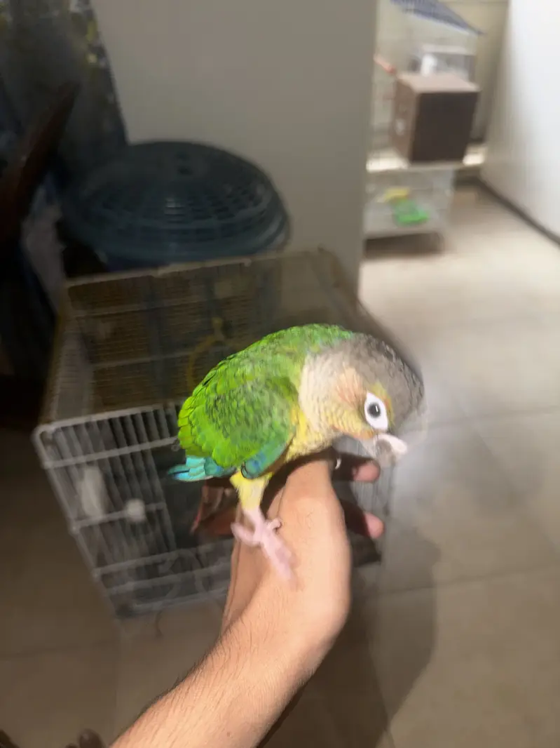 Mix lovebirds 10 pieces with colony cage handtame conures — photo 10