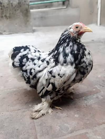 molted bantam ready to breed female