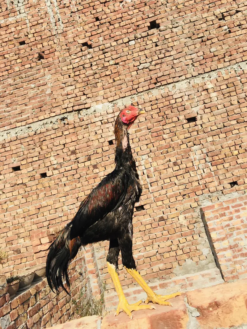 Aseel Kamaliya patha — photo 4