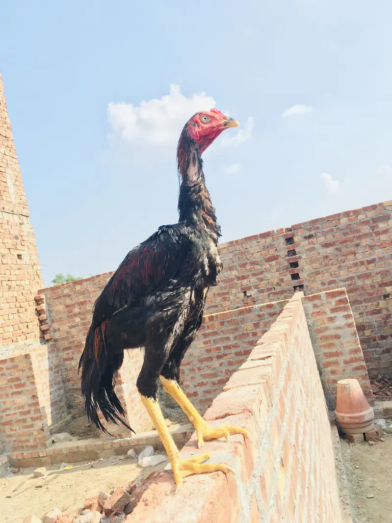 Aseel Kamaliya patha — photo 6